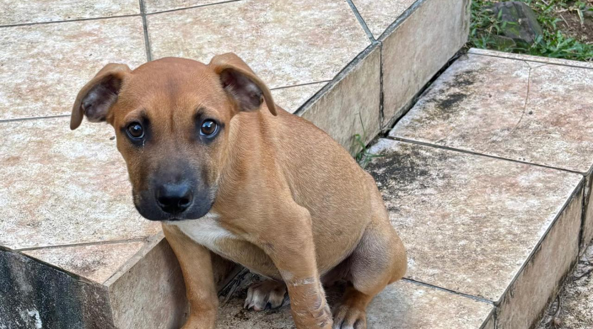 Chiens à adopter